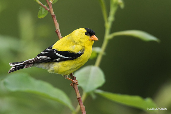 GDFH00264 - Gold Finch