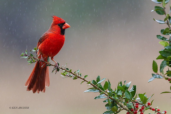 TXNC00062 - Northern Cardinal