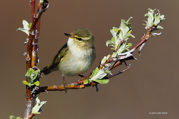 NMAW00211 - Arctic Warbler