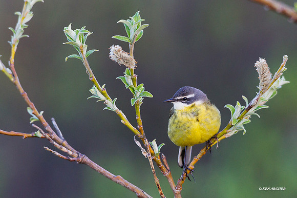 NMYW00176 Eastern Yellow Wagtail