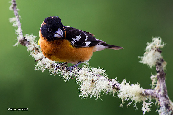 BHGB00013 Black-headed Grosbeck