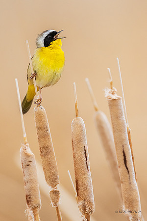 CYWR00750 - Common Yellowthroated Warbler