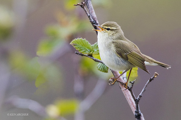 NMAW00304 - Arctic Warbler