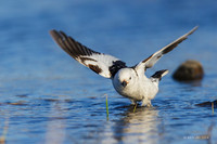 NMSB00290 - Snow Bunting