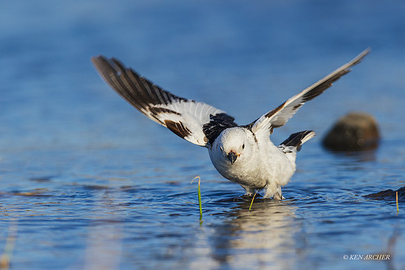 NMSB00290 - Snow Bunting