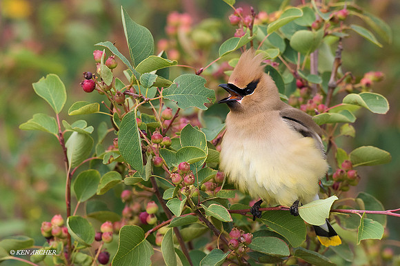 CRWX00269 - Cedar Waxwing