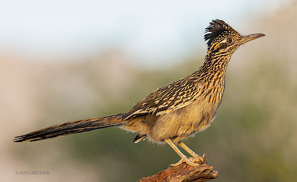 AZGR00100 - Greater Roadrunner