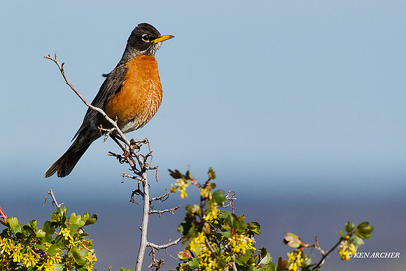ANRN00072 American Robin