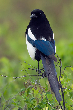 MGPE00031-Black-billed-Magpie