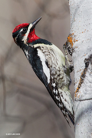 RBSS00007 - Red-naped Sapsucker
