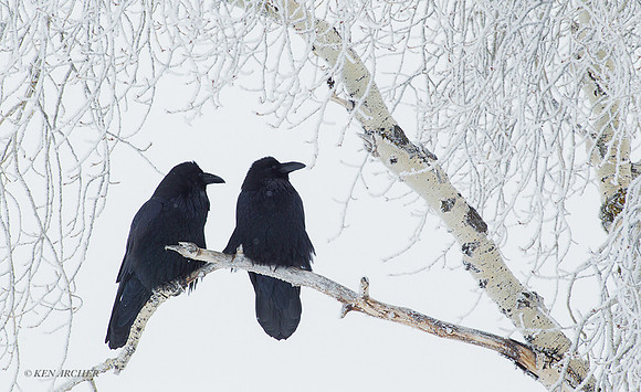 RN00186 - Common Raven