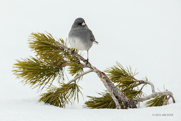 DEJC00113 - Dark-eyed Junco