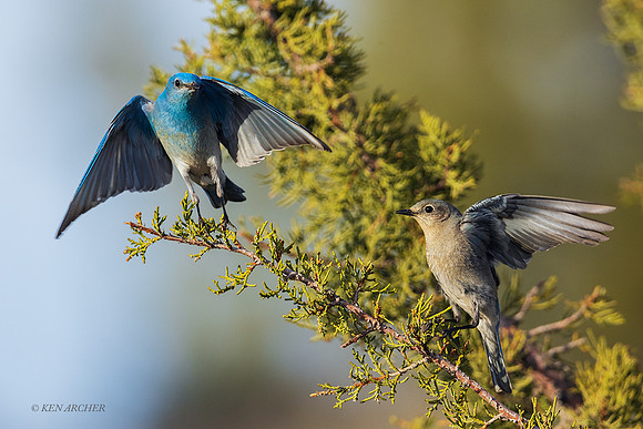 MNBD00370 - Mountain Bluebird