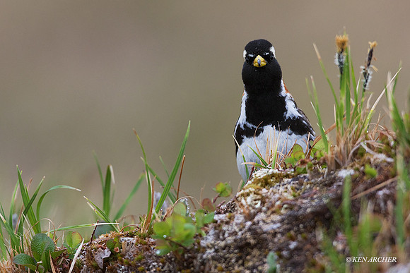 NMLL00547 - Lapland Longspur