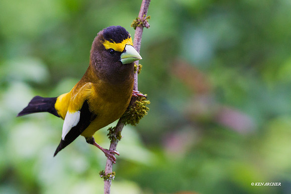 EVGB00070 Evening Grosbeak