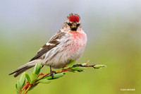HRRP00045 Hoary Redpoll