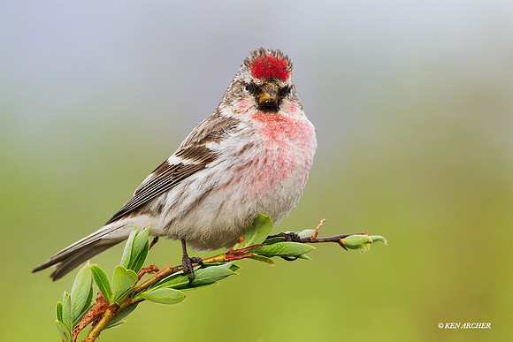 HRRP00045 Hoary Redpoll