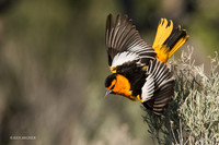 BKOR00060 - Bullock's Oriole