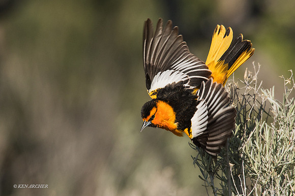 BKOR00060 - Bullock's Oriole