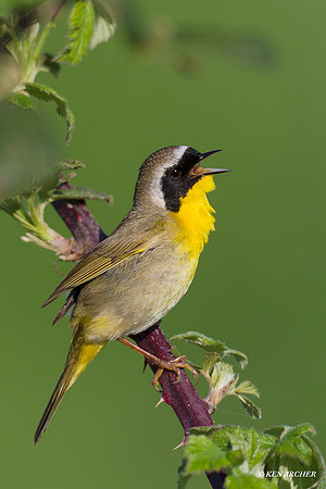 CYWR00213 Common Yellow-throated Warbler