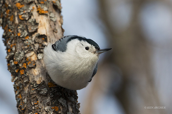 WBNH00041 - White-breasted Nuthatch