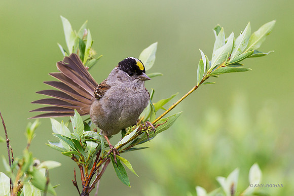 NMGS00208 - Golden-crowned Sparrow