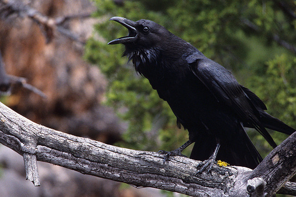 RVN020931-Raven