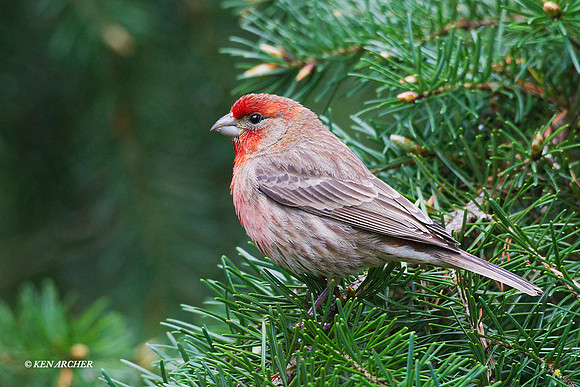 HSFH00023 House Finch