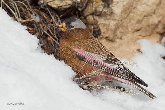 GCRF00013 Gray-crowned Rosy Finch
