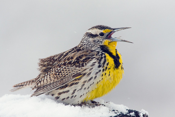 WNMK00059-Western-Meadowlark