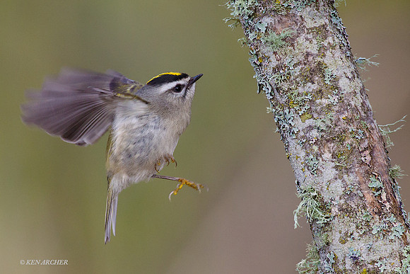 GCKT00022 Golden-crowned Kinglet