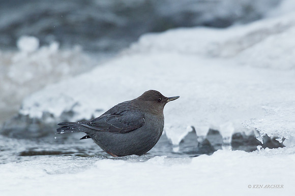 ANDR00091 - American Dipper