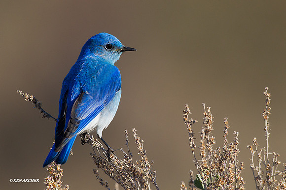 MNBD00208 - Mountain Bluebird