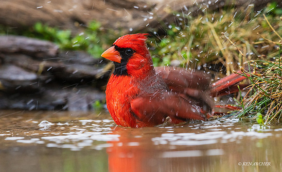 TXNC00305 - Northern Cardinal