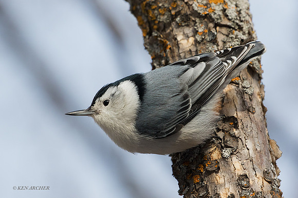 WBNH00044 - White-breasted Nuthatch