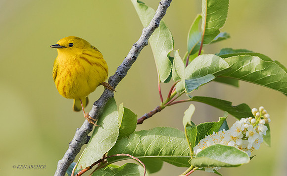 YWWR00315 - Yellow Warbler