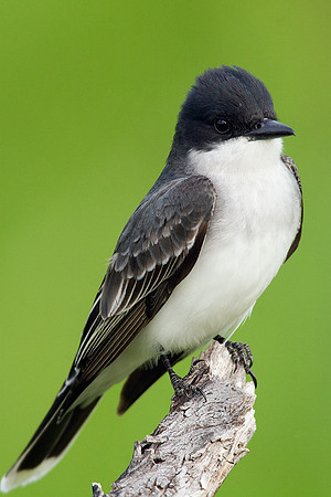 EAKB00036-Eastern-Kingbird