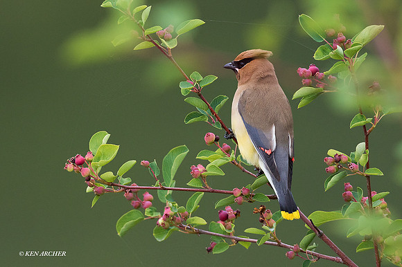CRWX00180 - Cedar Waxwing