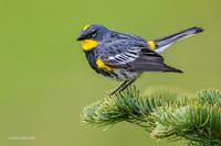 YRWR00458 - Yellow-rumped Warblier