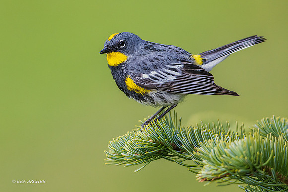 YRWR00458 - Yellow-rumped Warblier