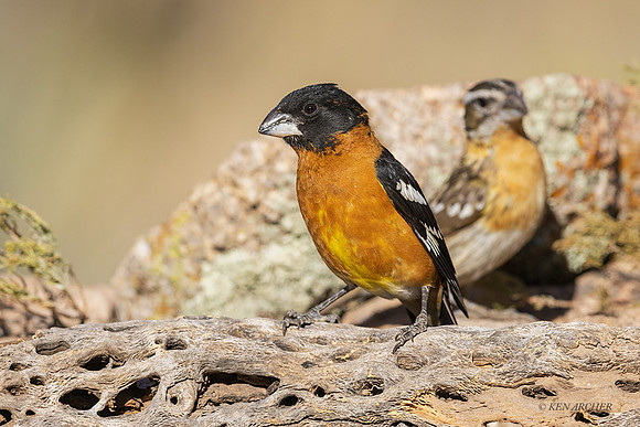 AZBG00067 - Black-headed Grosbeak
