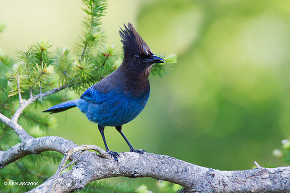 STJY00004 Stellar's Jay