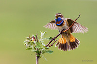 BLTH01857 Bluethroat