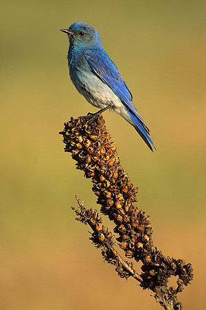 MNBB361211-Mountain-Bluebird