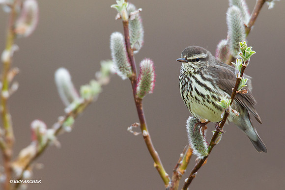 Northern Waterthrush Singing - NMNW00070