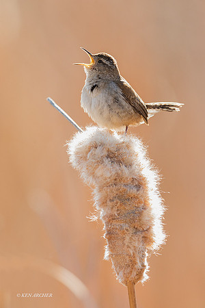 MHWN00501_Marsh Wren