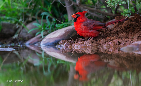 TXNC00003 - Northern Cardinal