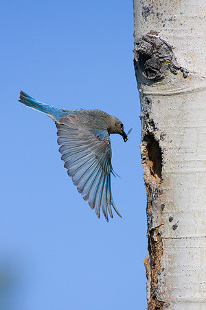 MNBD00123-Mountain-Bluebird