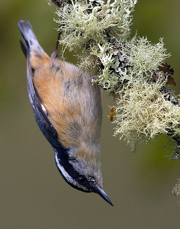 RBNH00002-Red-breasted-Nuthatch