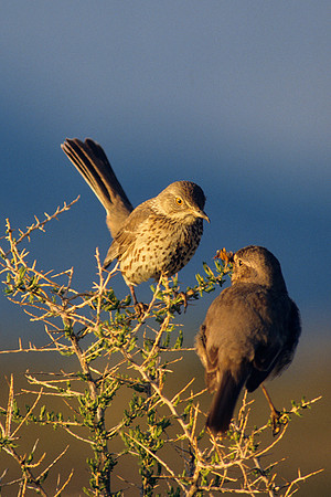 SGTH360753-Sage-Thrasher-Pair